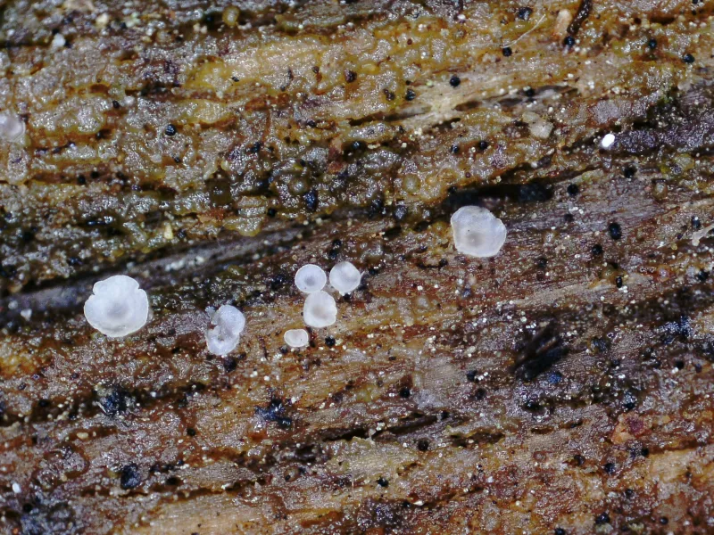 Capronia sexdecimspora 1 - PICT3016